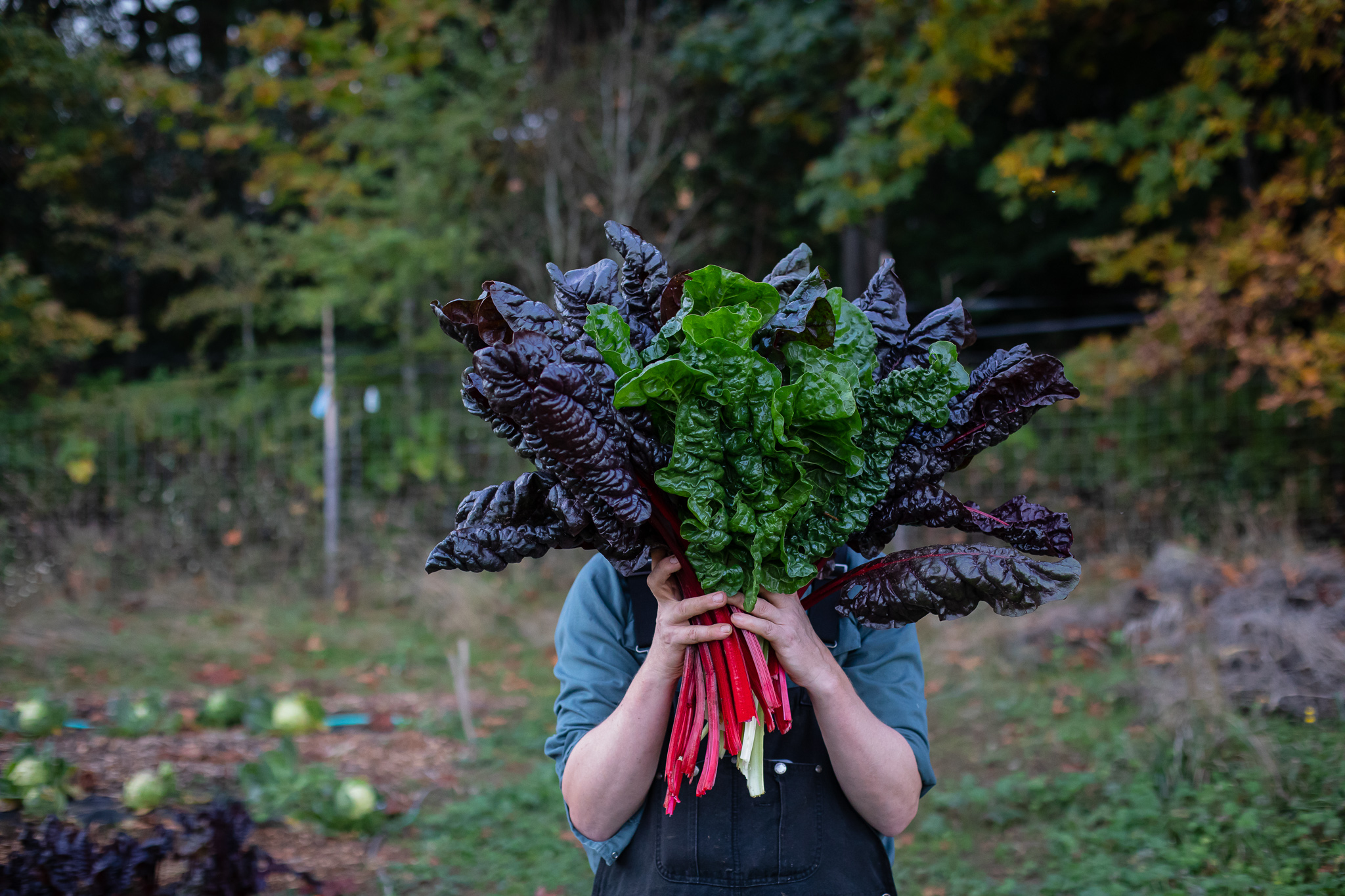 Person holding a large bunch of swiss chard, covering their face